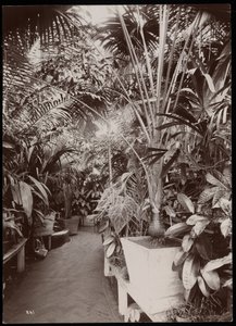 Plantes dans une serre au domaine de Helen Gould (ancienne résidence de Jay Gould) à Tarrytown, New York, 1894